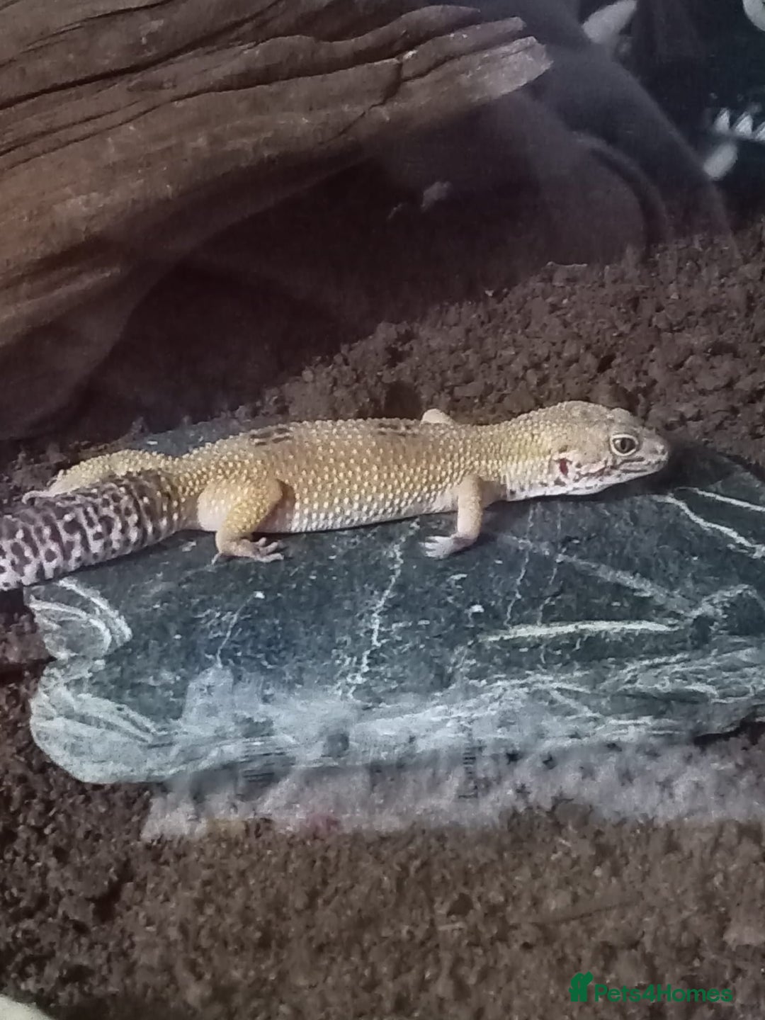 Leopard Gecko reptiles for sale: Leopard gecko  - Image 7