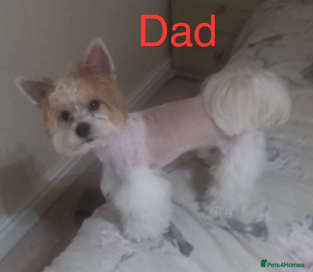 Yorkshire Terrier dogs for sale: Yorkshire Terrier  - Advert 6