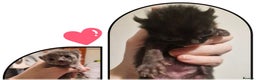 Mixed Breed cats for sale: Purrfect Rare Elf Eared Fur Babies Ready 14th Feb - Advert 1