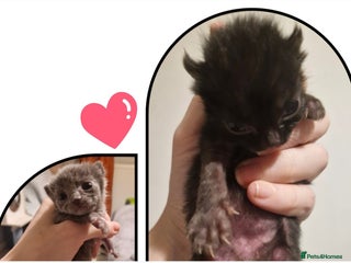 Mixed Breed cats Purrfect Sibling Duo - Ready 14th Feb - Advert 3