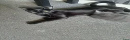 Bombay cats for sale: 2 gorgeous kittens  in Dundee - Advert 7