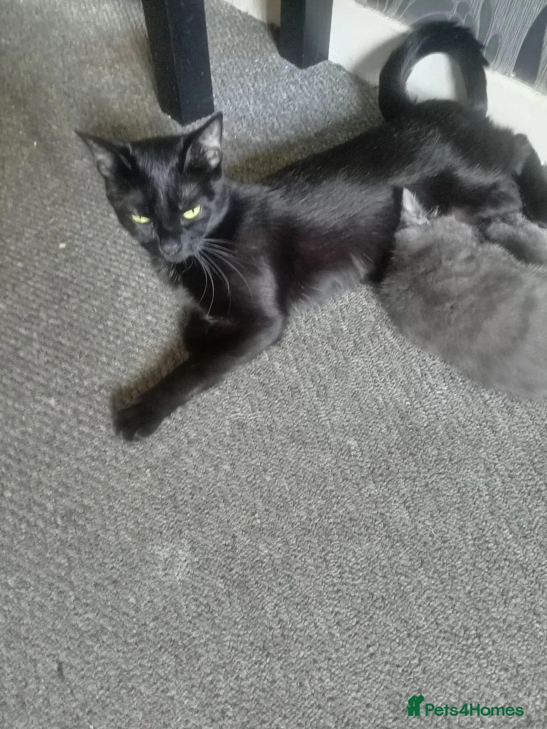 Bombay cats for sale: 2 gorgeous kittens  in Dundee - Advert 7