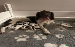 English Springer Spaniel dogs for sale: Gorgeous working English Springer Spaniel Puppies - Image 1