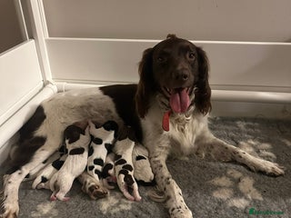 English Springer Spaniel dogs - Advert 13