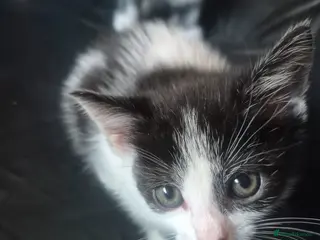 Domestic Shorthair cats Male black and white kitten - Advert 3