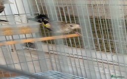 Canaries birds for sale: Canary - Image 3