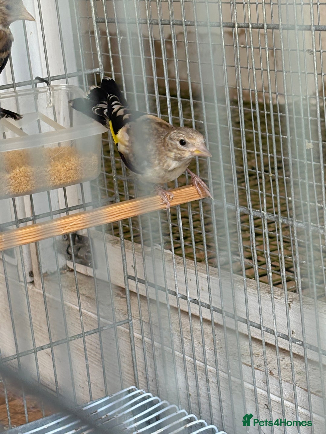 Canaries birds for sale: Canary - Image 3