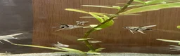 Angelfish fish for sale: Juvenile Platinum and Panda Angelfish in Huntingdon - Advert 5