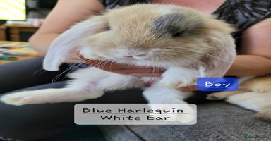 French Lop rabbits - Advert 9