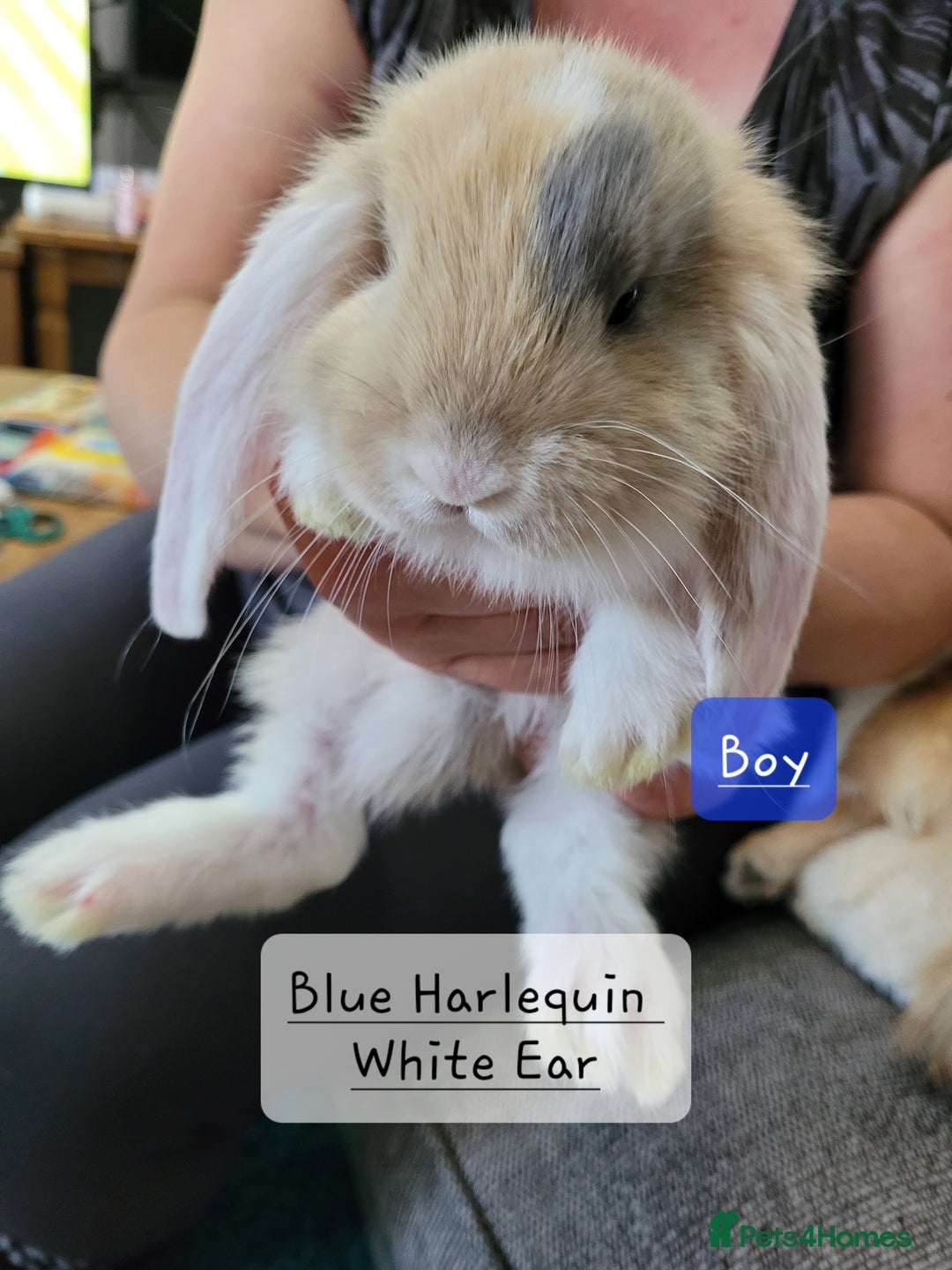 French Lop rabbits for sale: Pure Bred French Lop babies  - Image 3