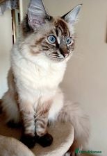 Ragdoll cats Ragdoll kittens - Advert 13