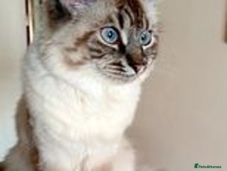 Ragdoll cats Ragdoll kittens - Advert 13