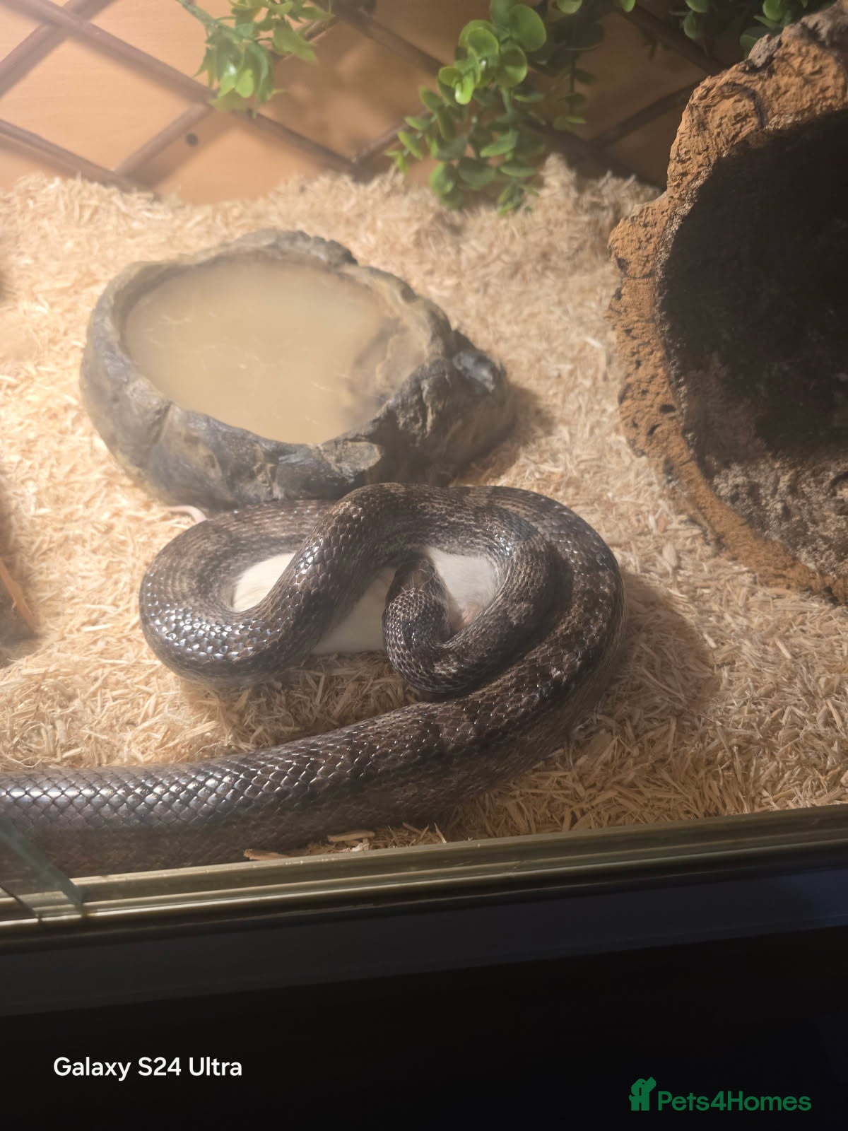 Corn Snake reptiles 5ft corn snake and viv - Advert 9