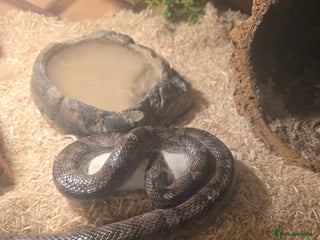 Corn Snake reptiles for sale: 5ft corn snake and viv - Advert 1