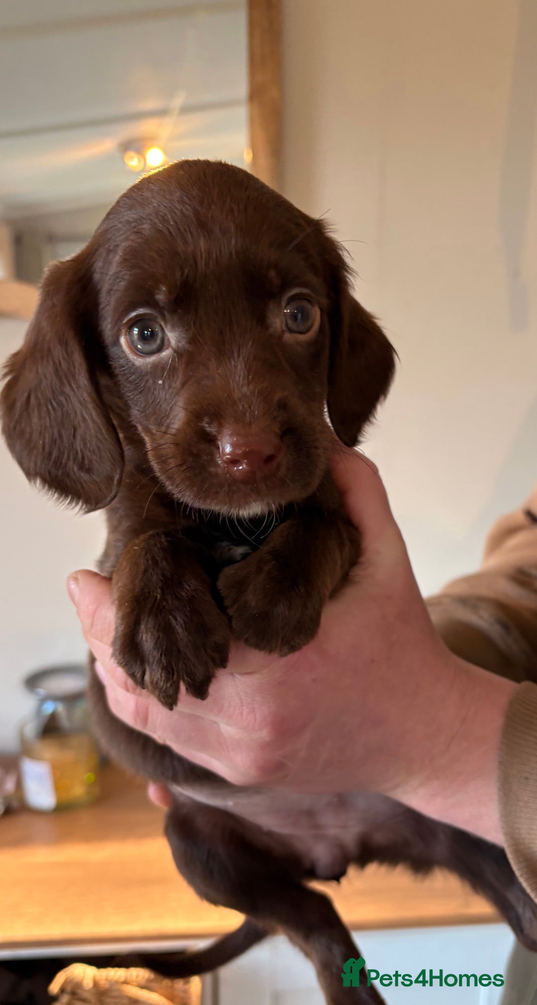 Cockerdor dogs for sale: Beautiful cockerdor puppies - Image 11