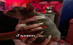 Mixed Breed dogs for sale: Adorable French Bulldog x Chihuahua Male Puppies - Image 2