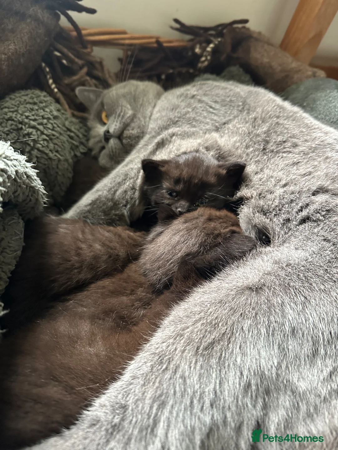 Mixed Breed cats for sale: Beautiful male kitten available  - Advert 2