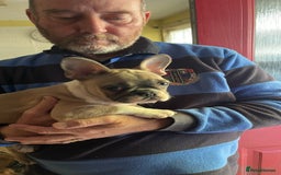 French Bulldog dogs for sale: French bulldog - Image 9