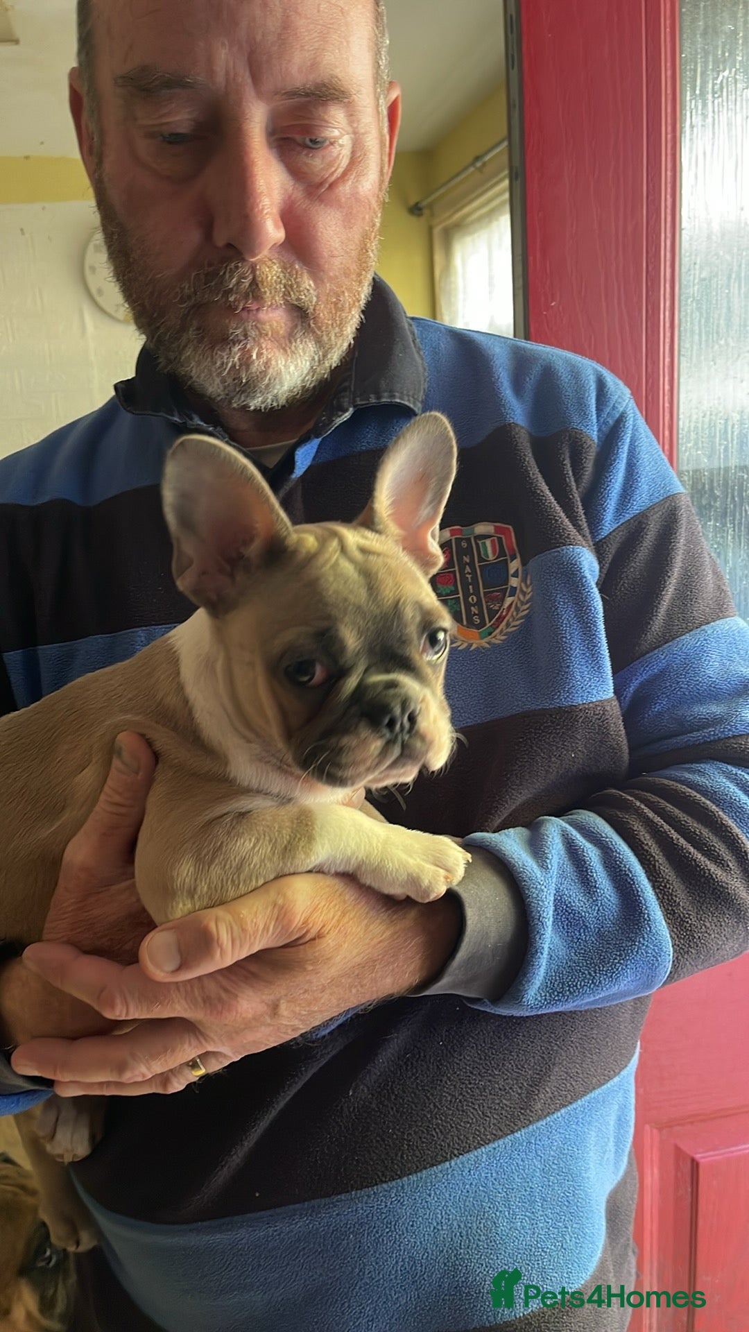 French Bulldog dogs for sale: French bulldog - Image 9
