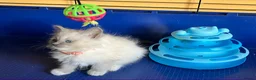 Ragdoll cats for sale: GCCF Ragdoll 🏆Champion Bloodline🌟5-Gen Pedigrees - Advert 24