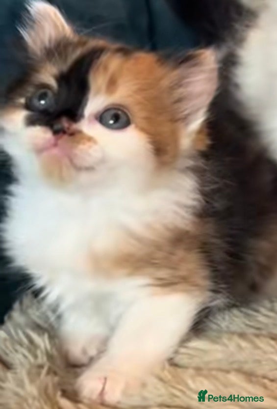 Mixed Breed cats Calico long hair kitten girl - Advert 13