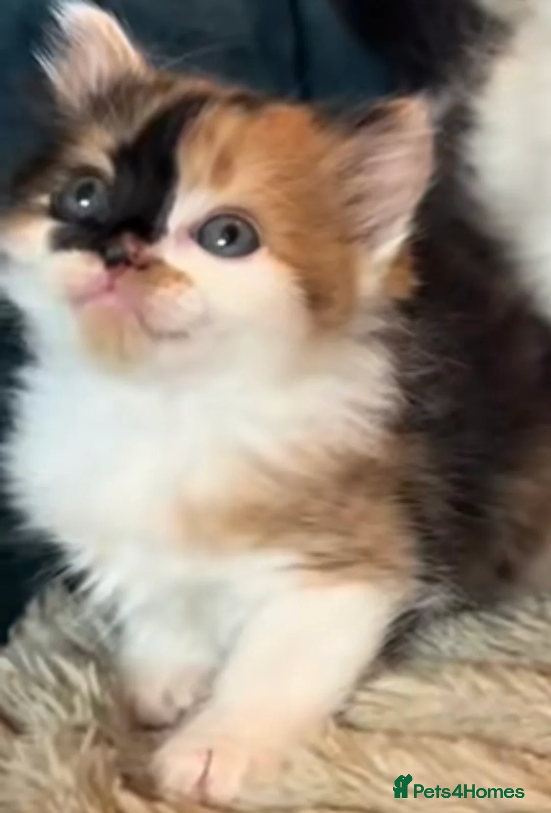 Mixed Breed cats for sale: Calico long hair kitten girl - Advert 1