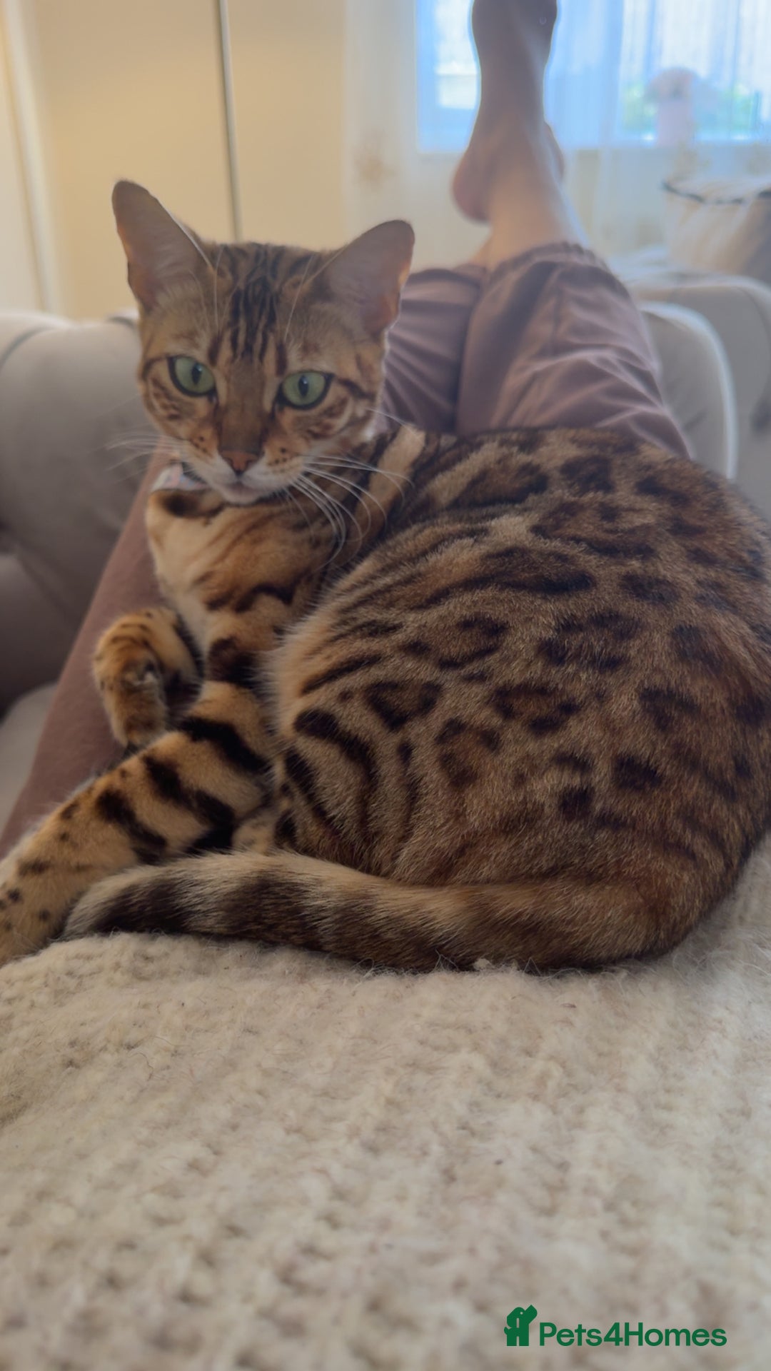 Bengal cats for sale: Bengal female cat - Advert 4