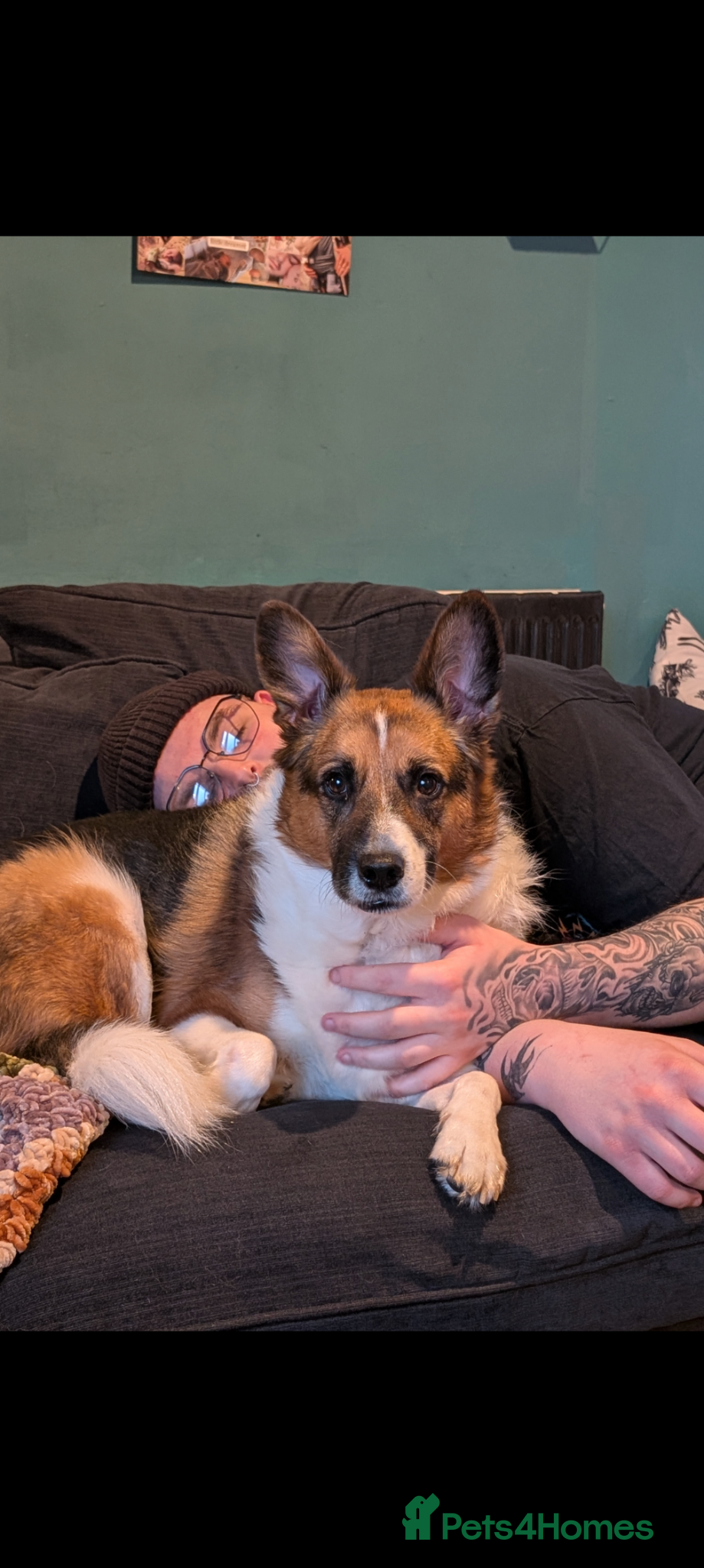 Mixed Breed dogs for sale: Roxanne (Roxie) in Stockport - Advert 3