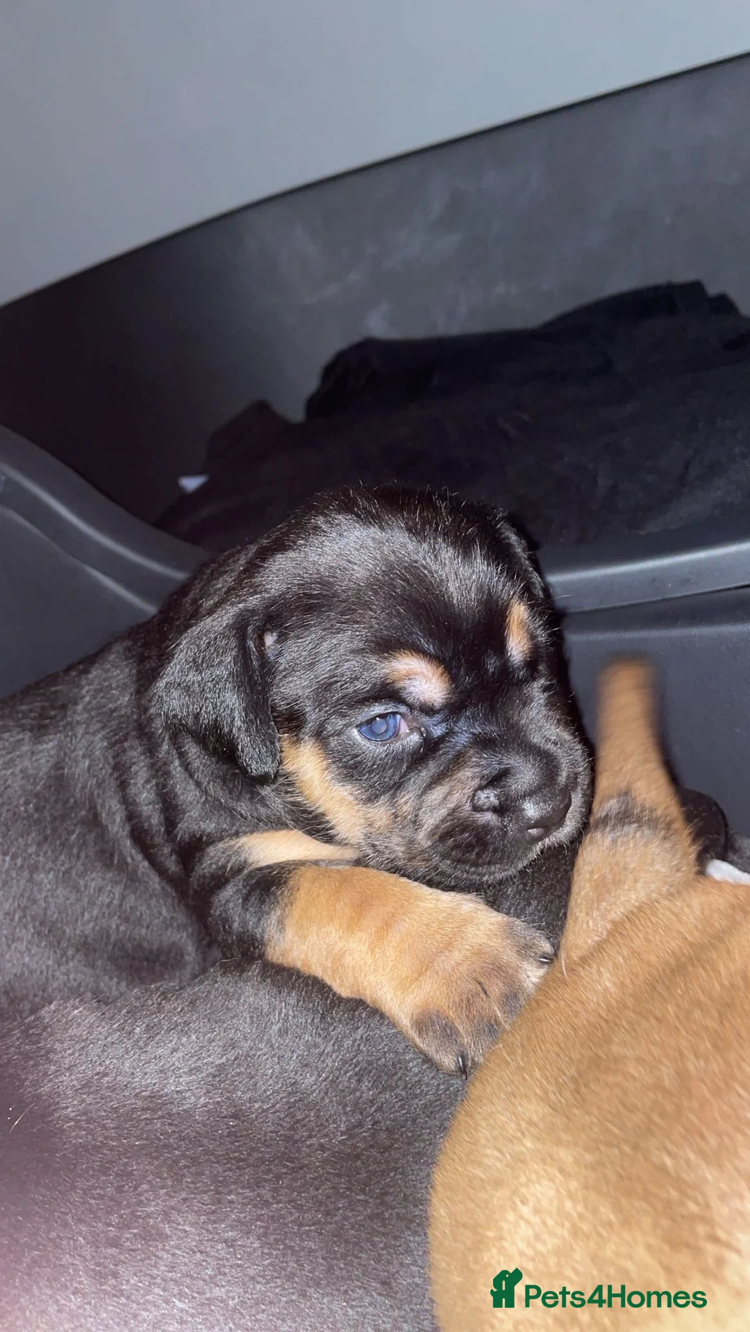Mixed Breed dogs for sale: Rottweiler Mastiff x Jack Russell Cavalier Puppies - Advert 2