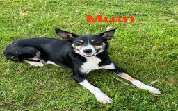 Border Collie dogs for sale: Beautiful Border collie pups - Image 14