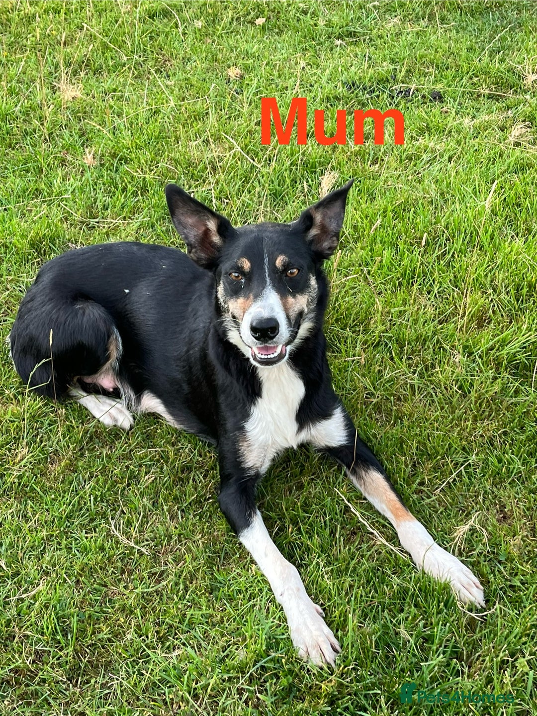 Border Collie dogs for sale: Beautiful Border collie pups - Image 14