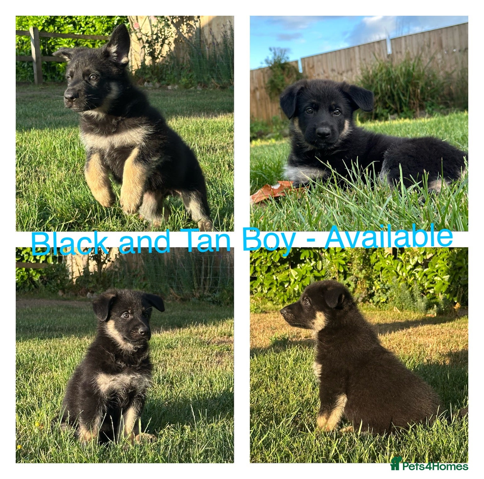 German Shepherd dogs Stunning KC Registered German Shepherd Puppies   - Advert 2