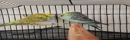 Budgerigars birds for sale: English budgies  in Liverpool - Advert 3