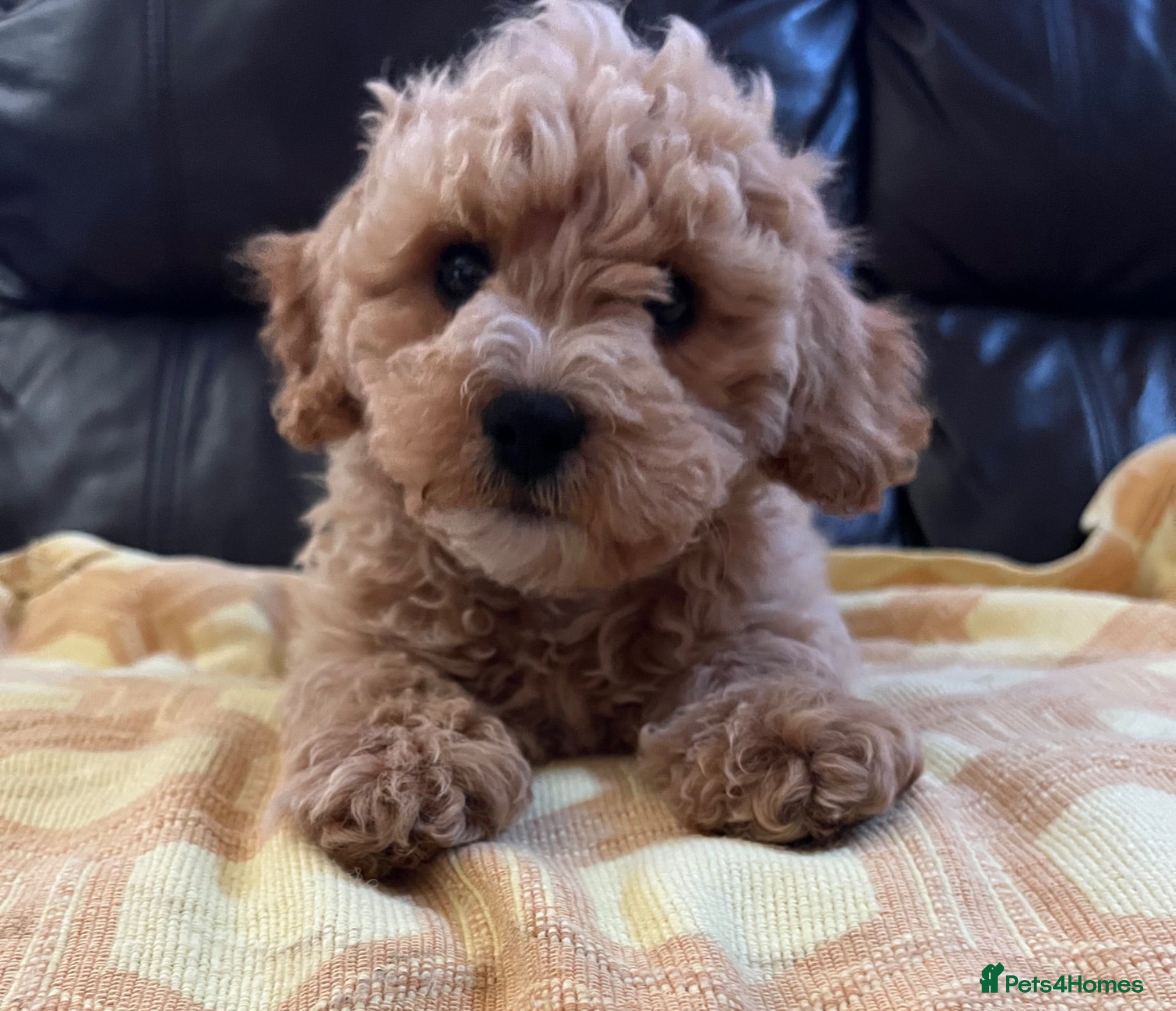 Cavapoochon dogs Cavapoochon puppies  - Advert 1