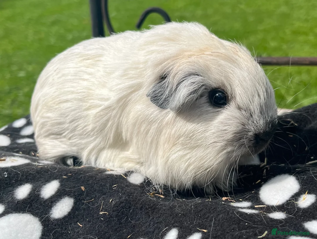 Guinea Pig rodents for sale: Sheltie guniea pigs and merino girl. - Advert 2