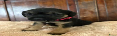 Border Terrier 2