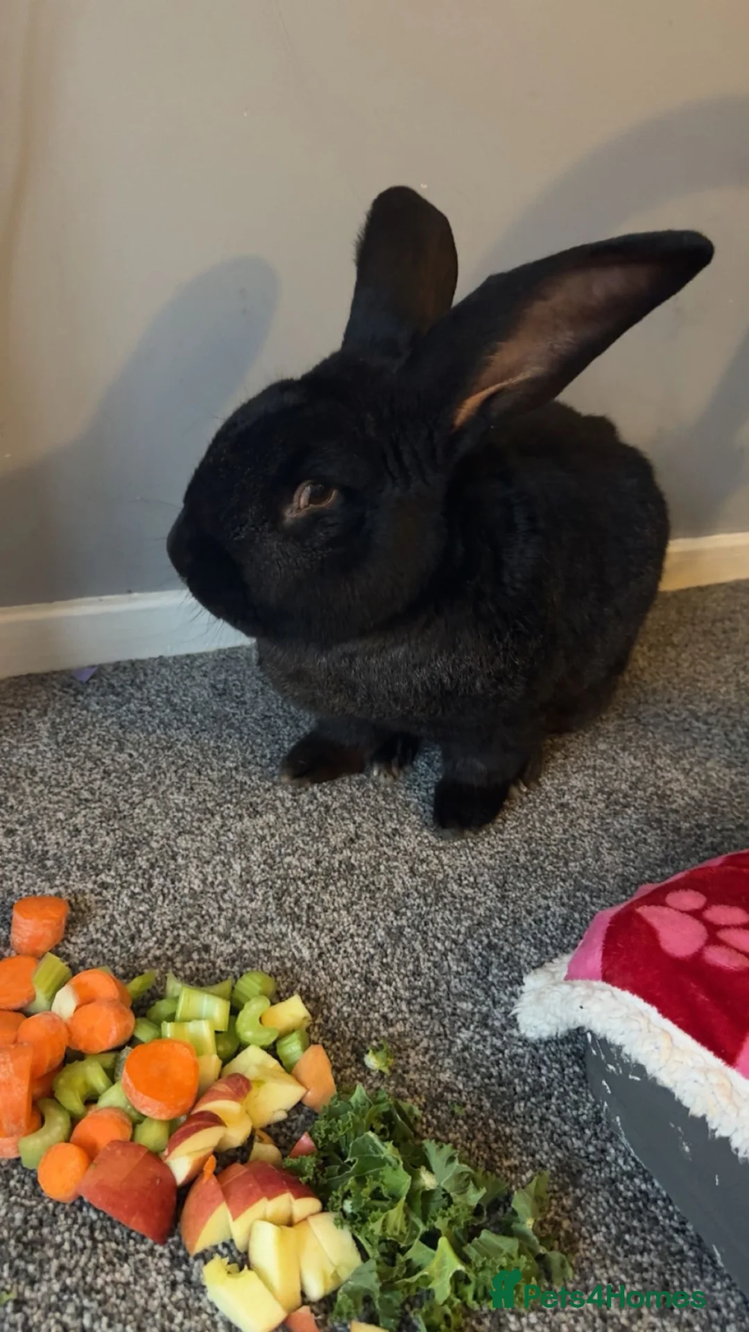 Continental Giant rabbits for sale:  Male Rabbit Friendly & Healthy - Advert 1