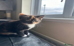 Mixed Breed cats for sale: Beautiful litter of kittens - Image 1