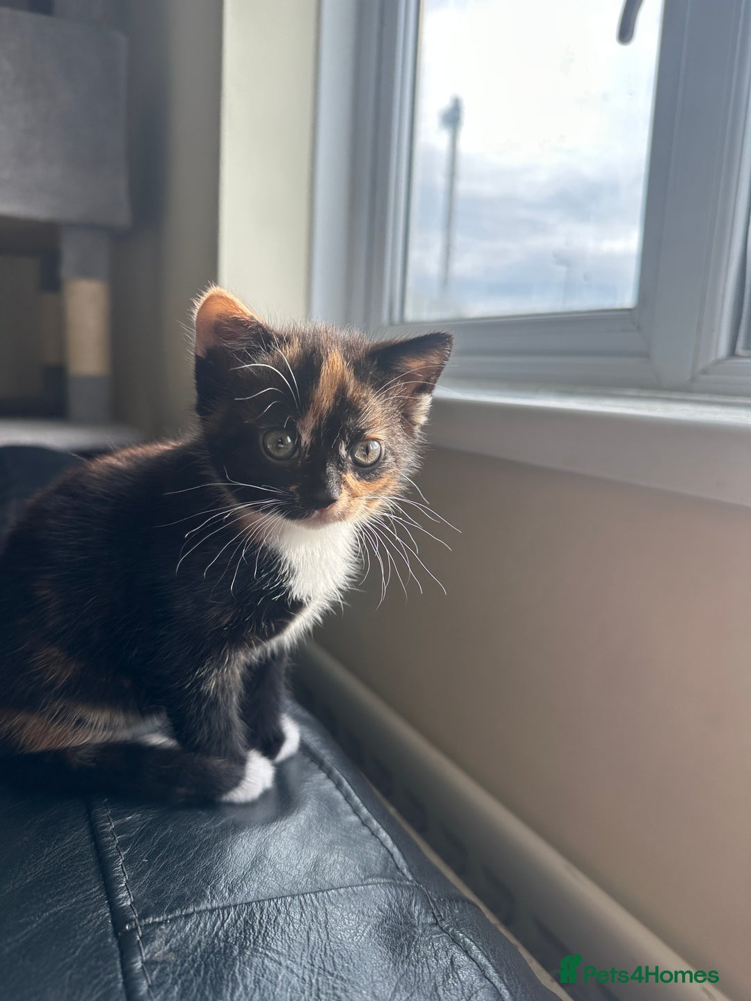 Mixed Breed cats for sale: Beautiful litter of kittens - Image 1