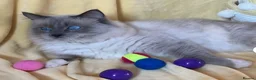 Ragdoll cats for sale: Blue Point Ragdoll Kittens Champion Bloodline - Advert 12