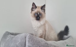 Ragdoll cats for sale: 💞BEAUTIFUL FULL PEDIGREE TICA RAGDOLL KITTENS 💞 - Image 25