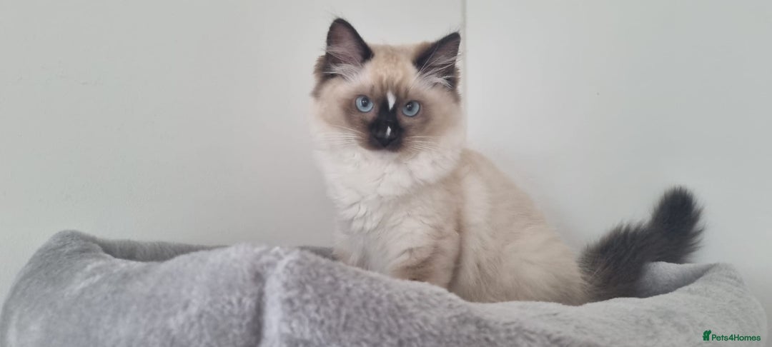 Ragdoll cats for sale: 💞BEAUTIFUL FULL PEDIGREE TICA RAGDOLL KITTENS 💞 - Image 25