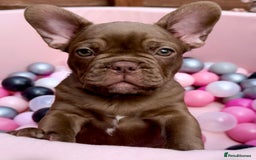 French Bulldog dogs for sale: Outstanding Isabella & Rojo French Bulldog puppies - Image 1