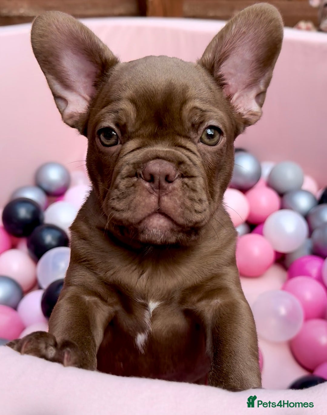 French Bulldog dogs for sale: Outstanding Isabella & Rojo French Bulldog puppies - Image 1