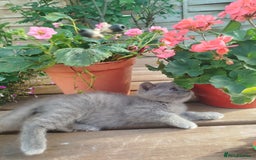 British Shorthair cats for sale: Beautiful kittens  - Image 8