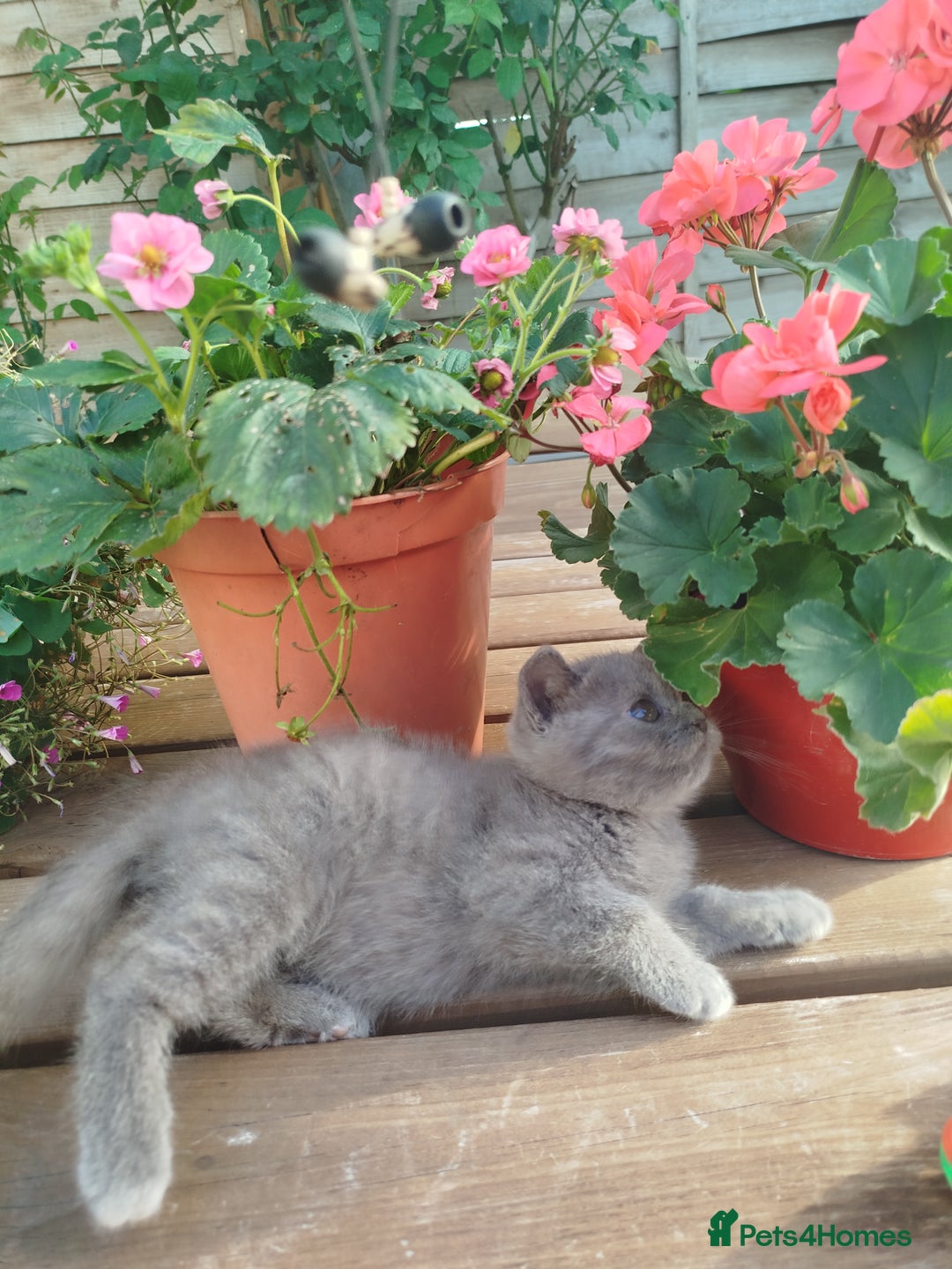 British Shorthair cats for sale: Beautiful kittens  - Image 8