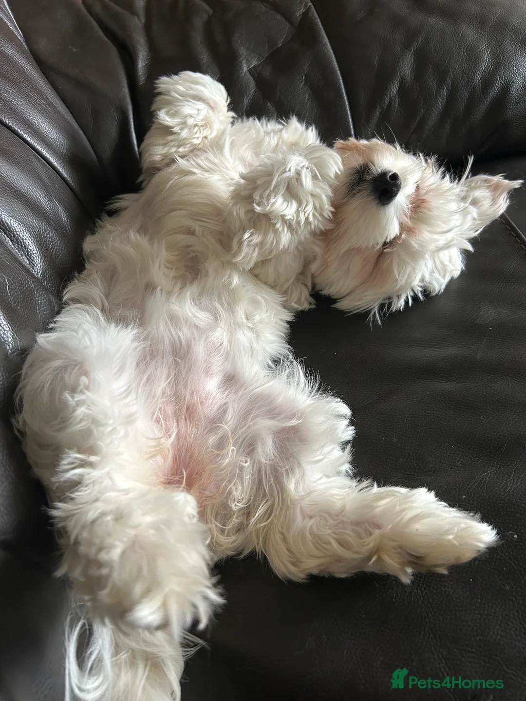 Mixed Breed dogs for sale: Gladys is looking for a new home  - Advert 7