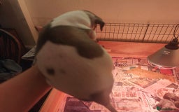 Whippet dogs for sale: Whippet pups  - Image 3