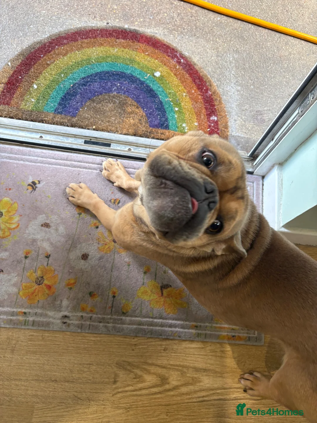 Mixed Breed dogs for sale: French bulldog mix rehome - Advert 1