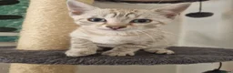 Bengal cats for sale: Stunning snow and brown bengal kittens - Advert 8